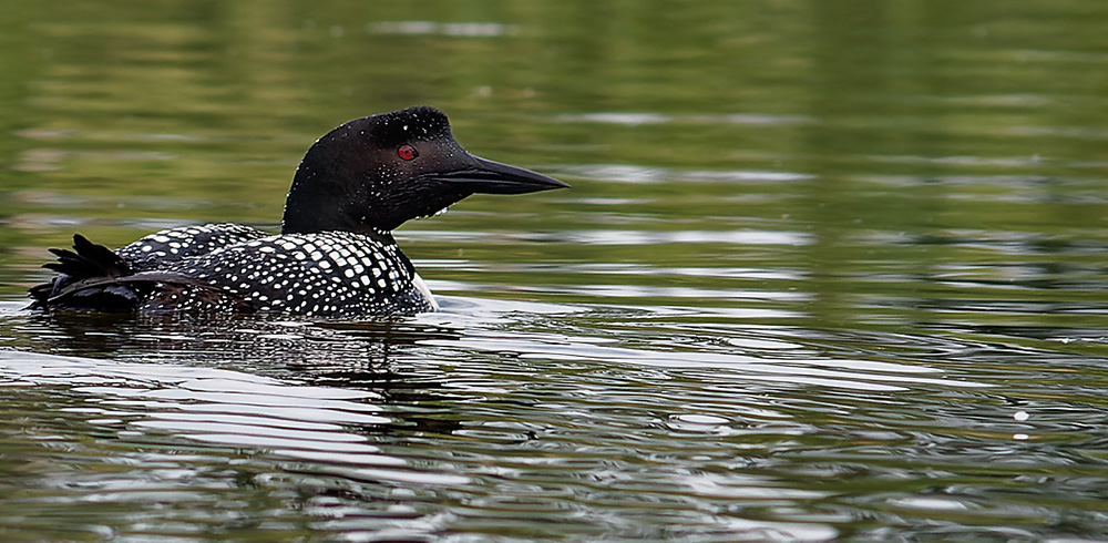 Common loon alone in the water