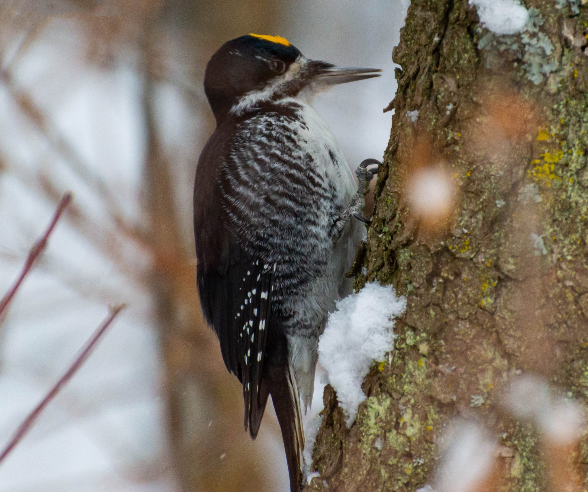 Albertas Other Woodpeckers Nature Alberta