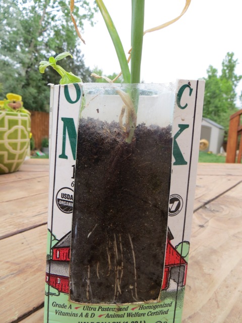 Watch your onions (or carrots, or lettuce...) grow roots! BRAINSTORM IN BLOOM