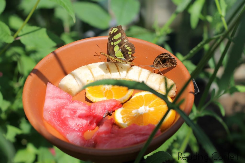 Butterfly Feeder