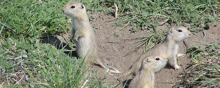 Three 30-day-old Richardson's Ground Squirrels