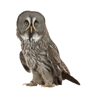 Great-Gray-Owl_masked