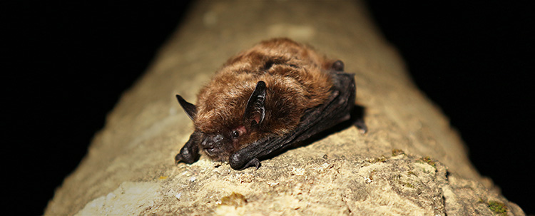 The little brown myotis, also called the little brown bat, is the most common bat species found throughout Alberta. CORY OLSON