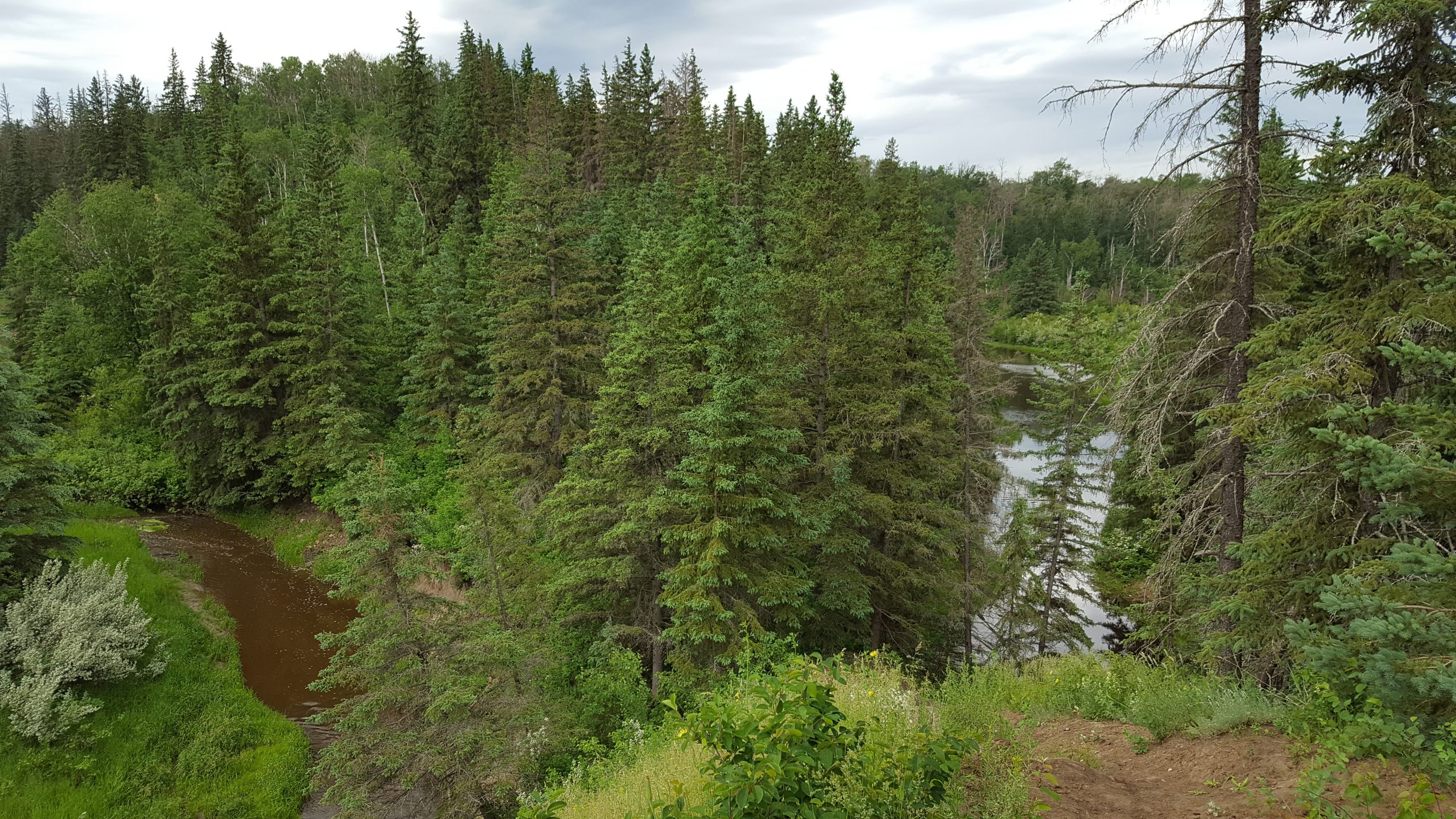 The Whitemud Creek is on the left while the oxbow lake is on the right by Edmonton and Area Land Trust