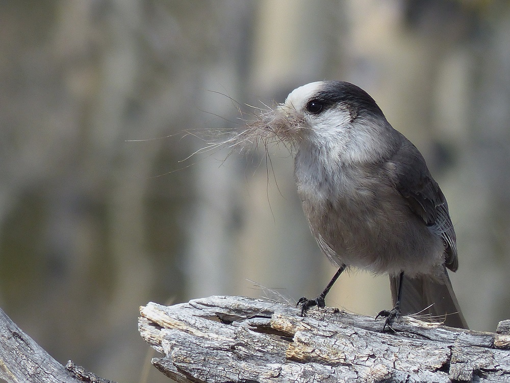 Canada Jay (formerly Gray Jay), Kananaskis, High Noon Hills (Sheep River) by J. Potter