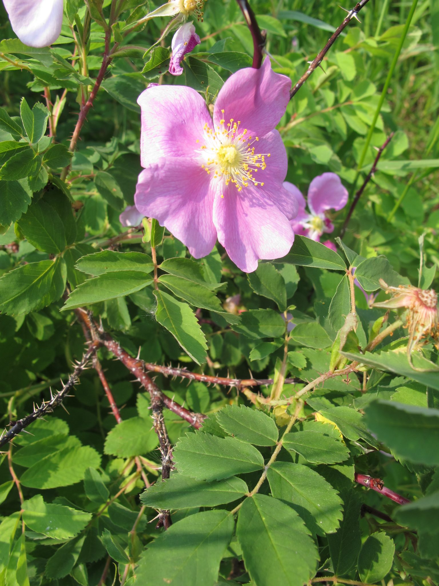 roses-nature-alberta