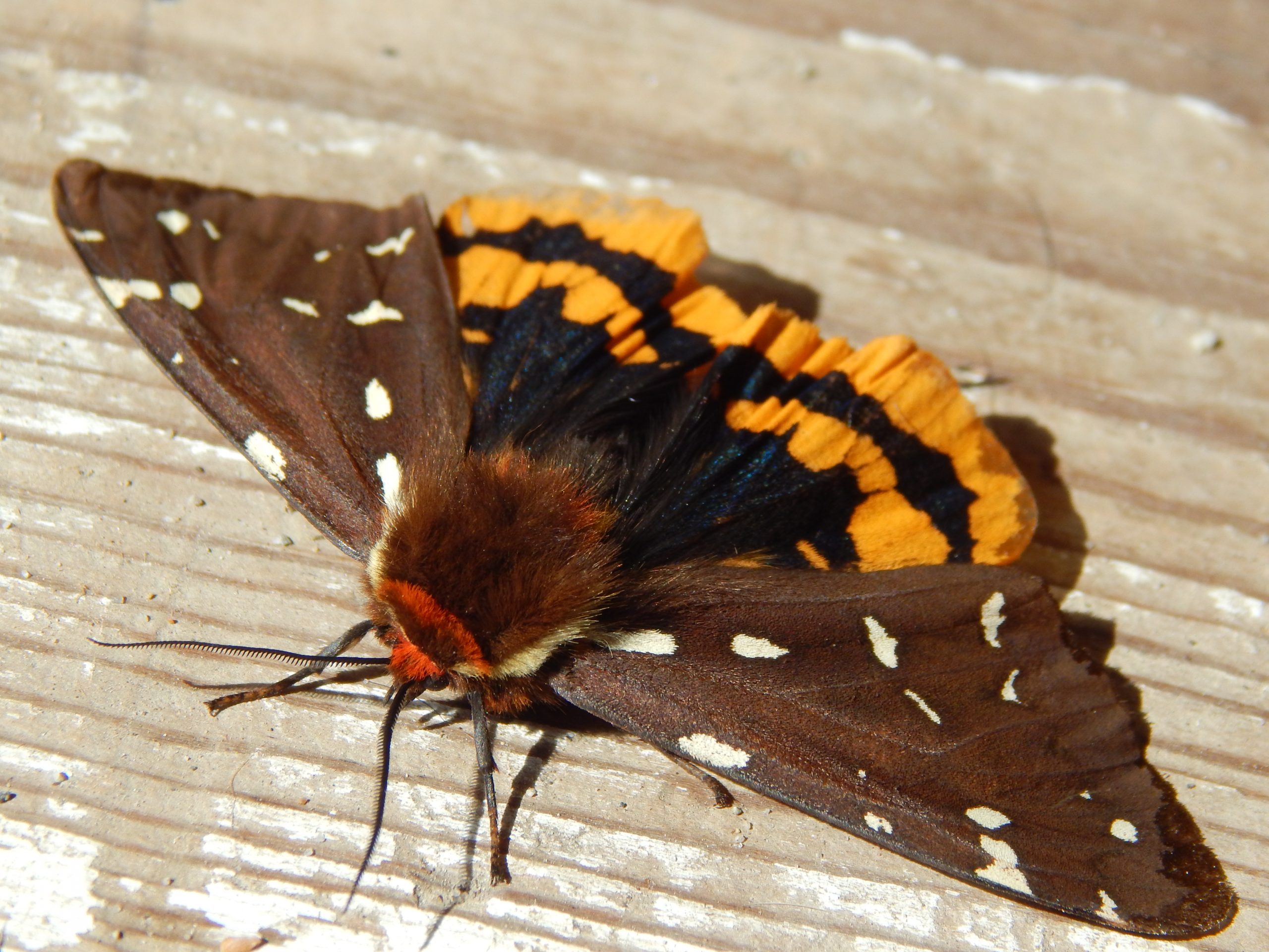 St Lawrence Tiger Moth by Kelsie Norton