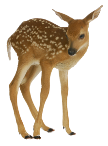 White-tailed-Fawn