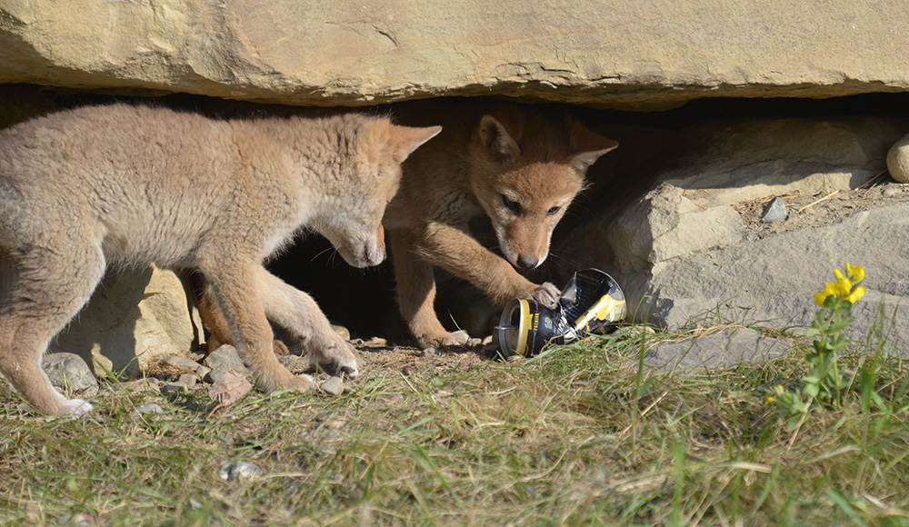 Coyote pups playing with a discarded can in their den in Arbour Lake, northwest Calgary. KATHRYN KOPCIUK 