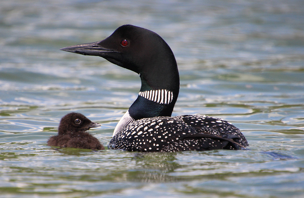 Loon with chick