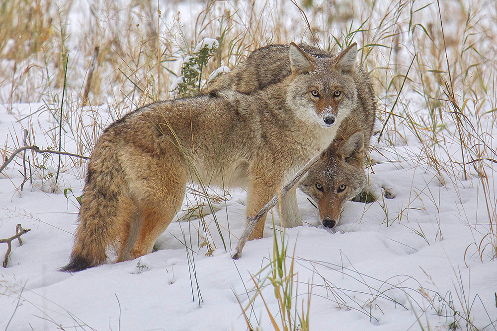 Two adult coyotes.