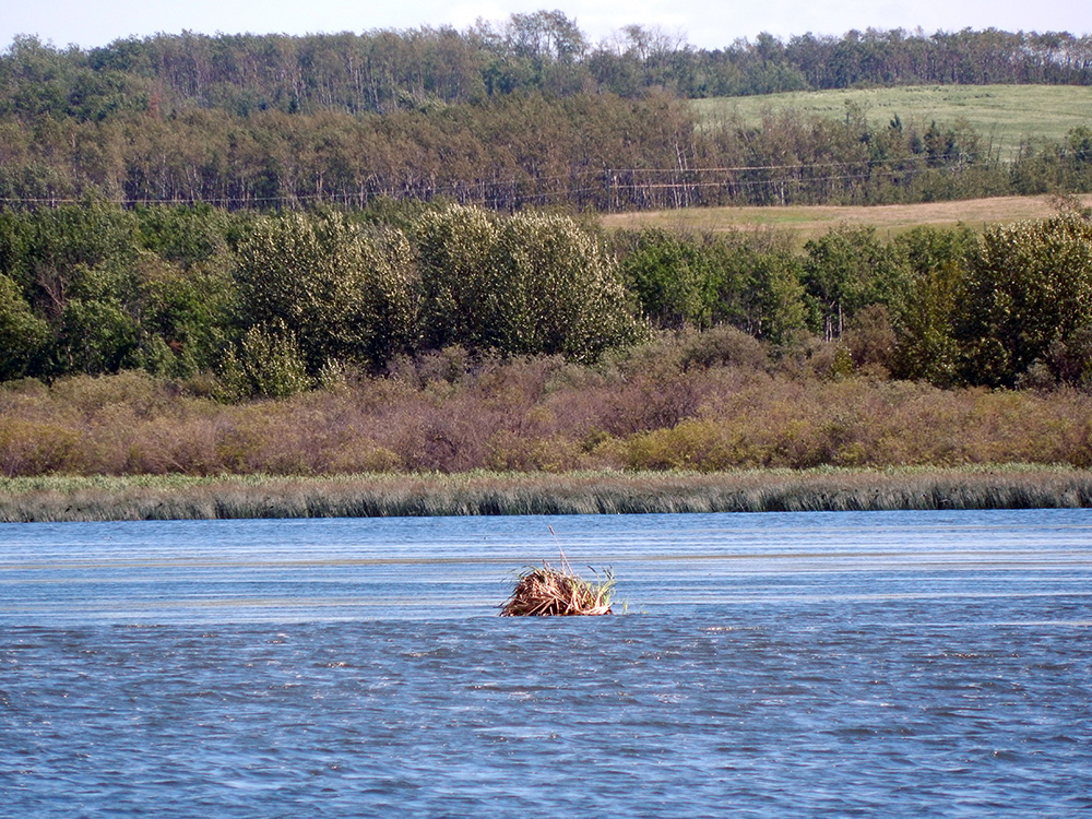 Nest in Saskatoon Lake