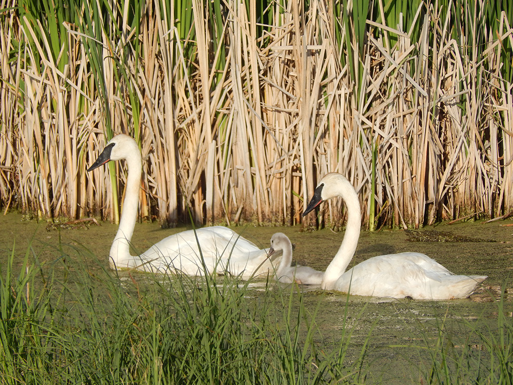 A family of trumpeter swans at Saskatoon Island Provincial Park.