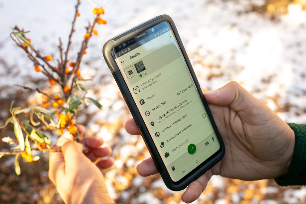 Using iNaturalist on a smartphone to identify a plant