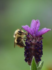 Bee by Doris May