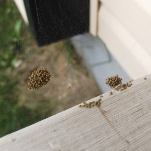a web full of hundreds of baby spiders huddled together