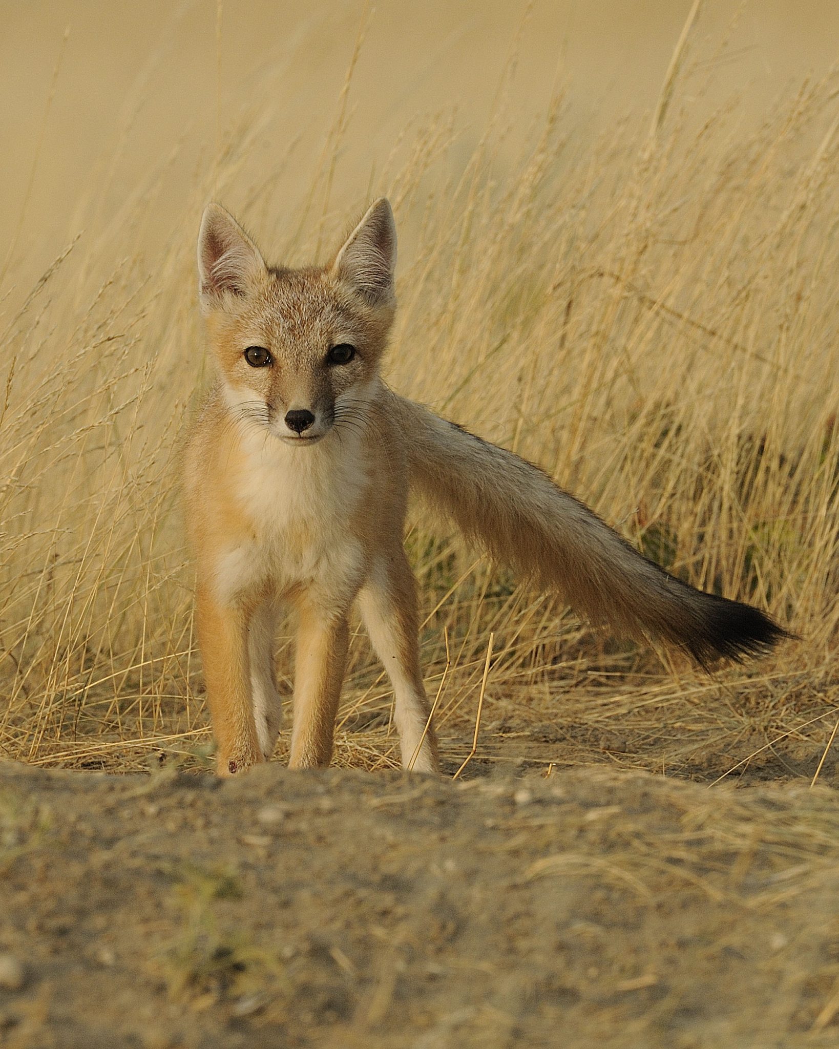 swift fox - Nature Alberta