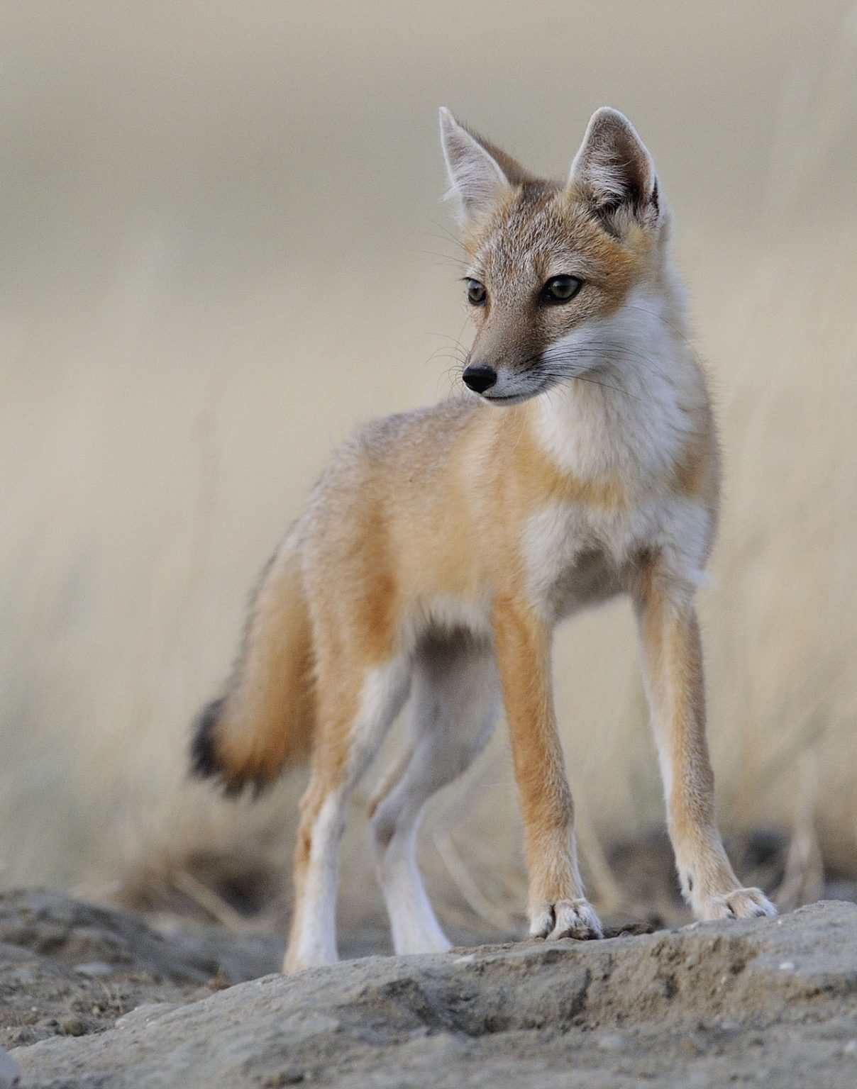 The Swift Fox: A Canadian Conservation Success Story - Nature Alberta