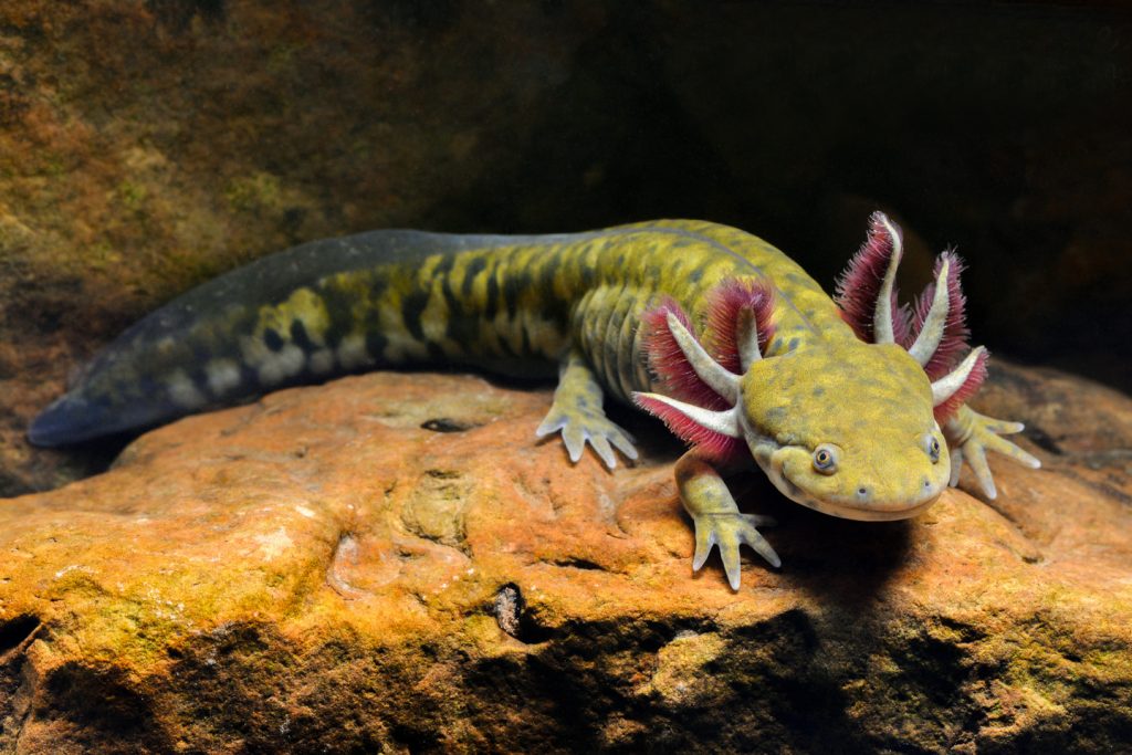 Tiger Salamander juvenile