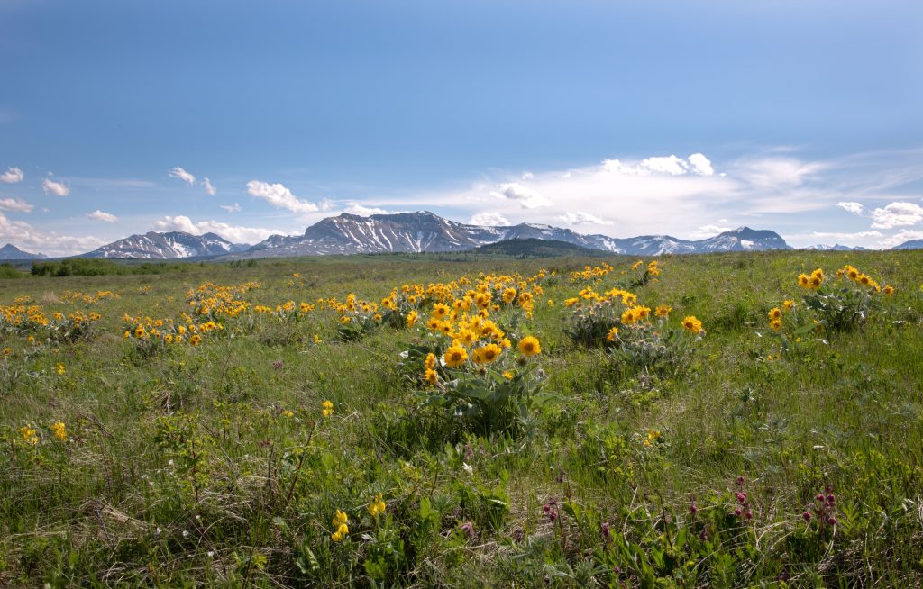 wild flowers in the grasslands with mountains in the background, typical of the Waterton Biosphere Reserve