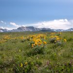 wild flowers in the grasslands with mountains in the background, typical of the Waterton Biosphere Reserve