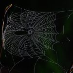 web illuminated by dew drops in the morning sun