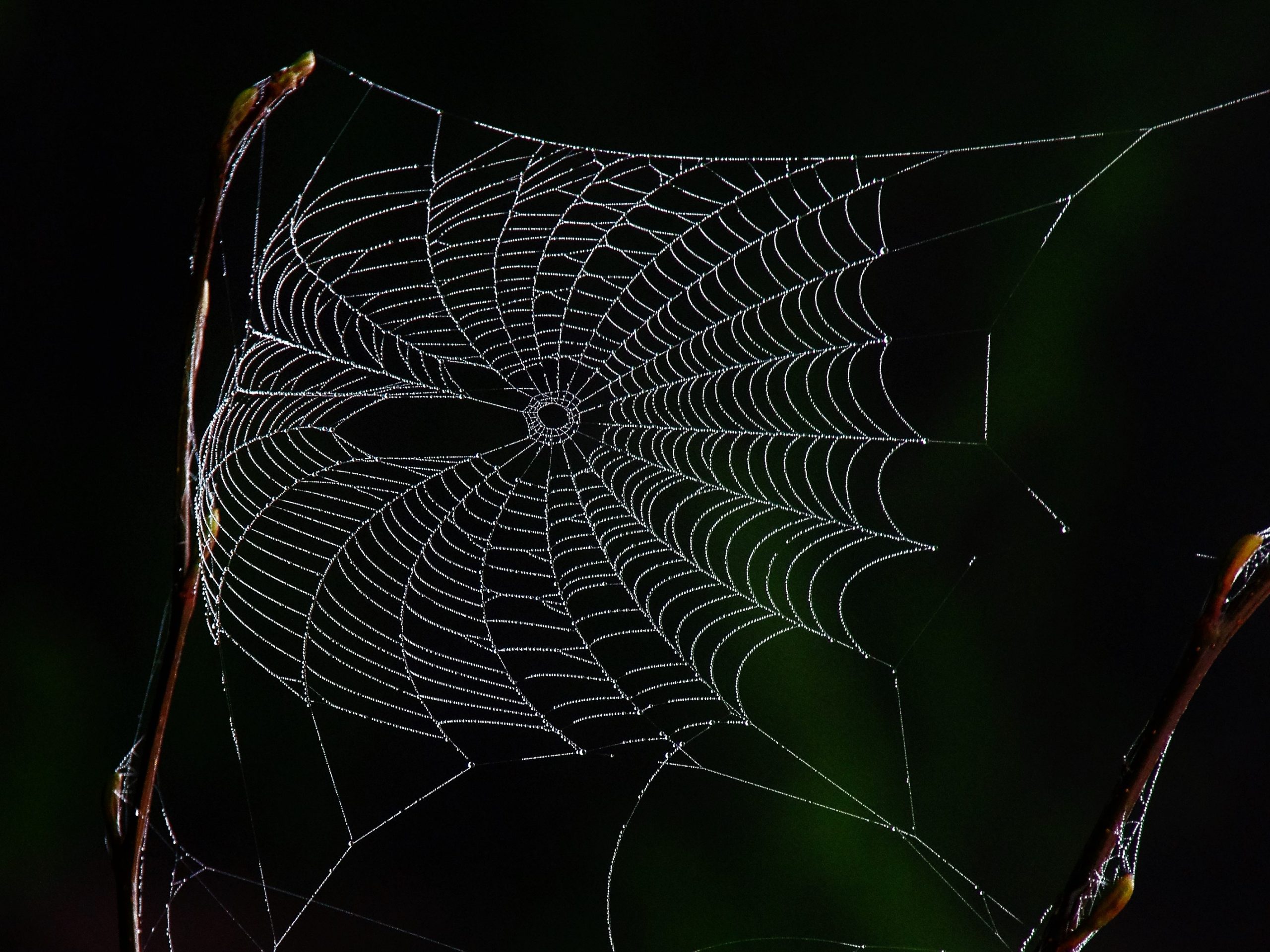 Are spiders born knowing how to build a web? - Nature Alberta