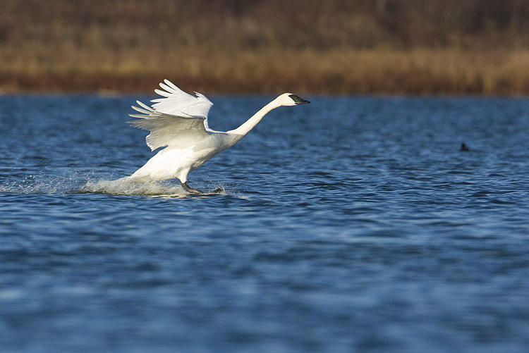 Trumpeter Swan running along water
