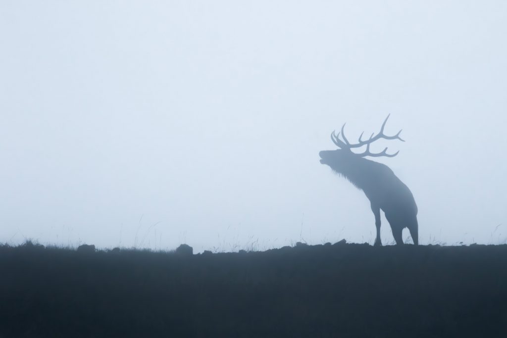 Elk bugling in the mist
