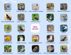 Bird Bingo Activity Sheet