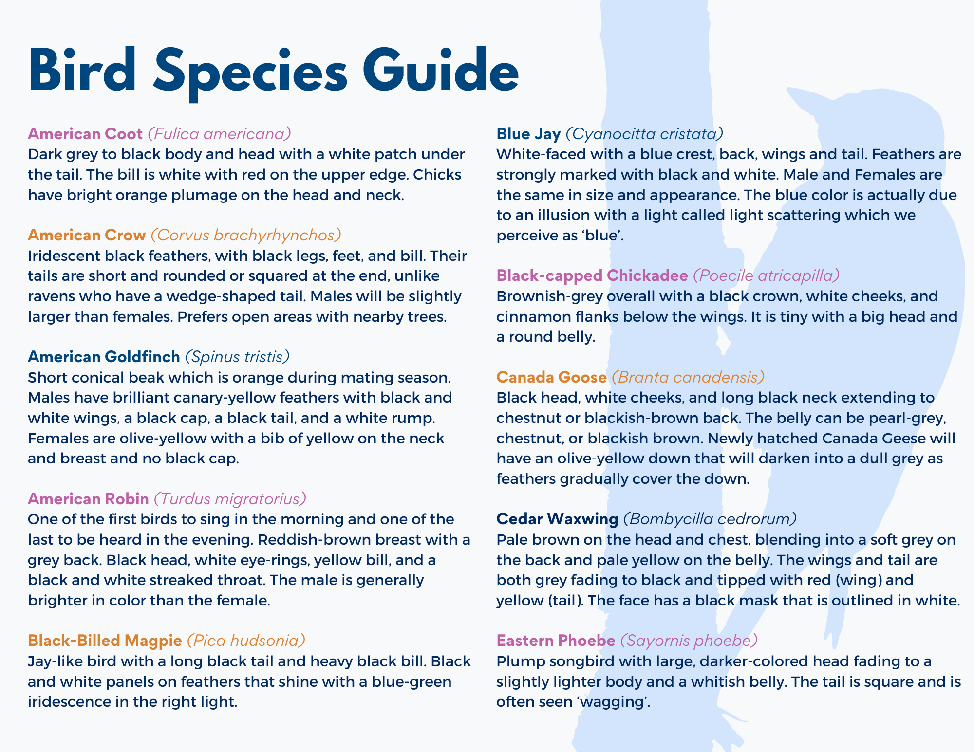 Species Guide 1
