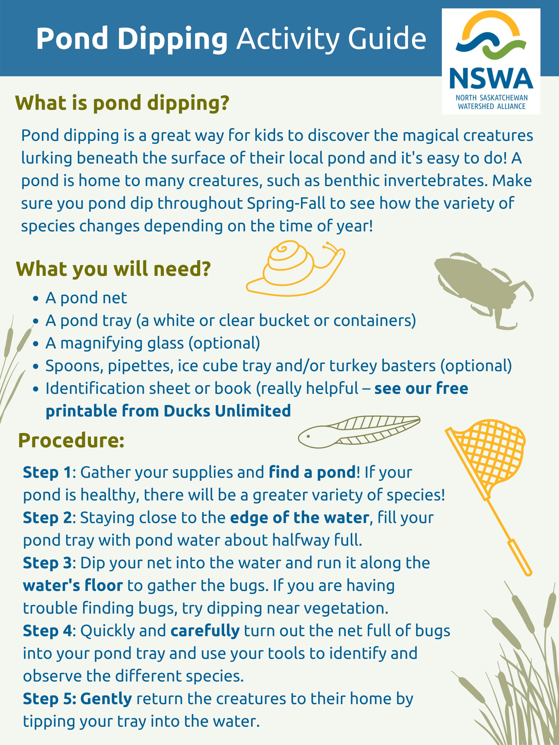 Pond Dipping Activity Guide