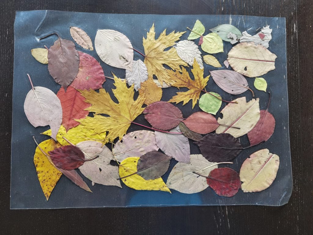 Placemat made from a fall leaves of all shapes and colours
