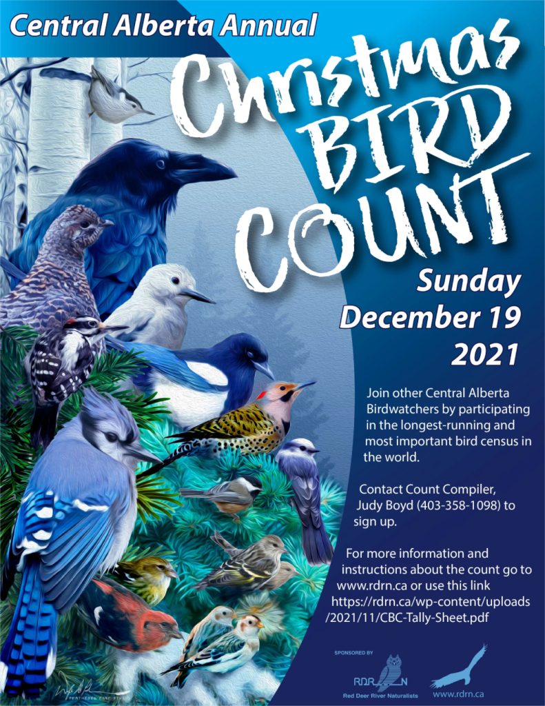 Christmas Bird Counts Nature Alberta