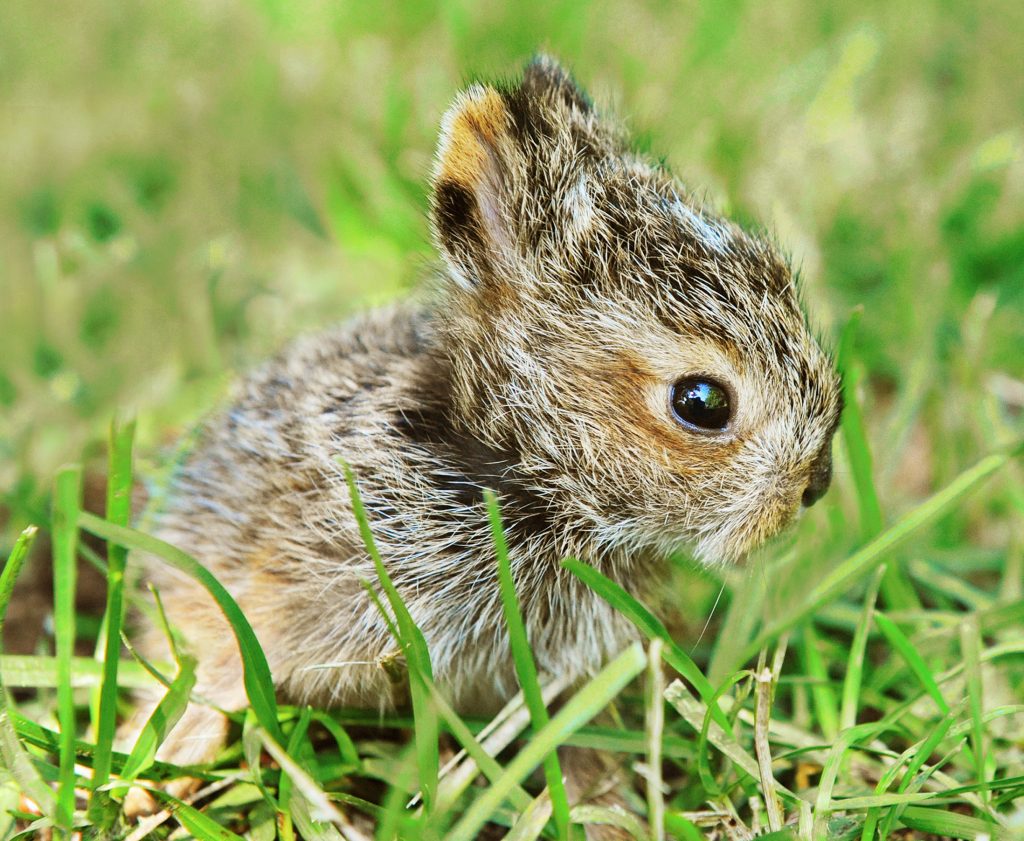 Newborn Jack Rabbit