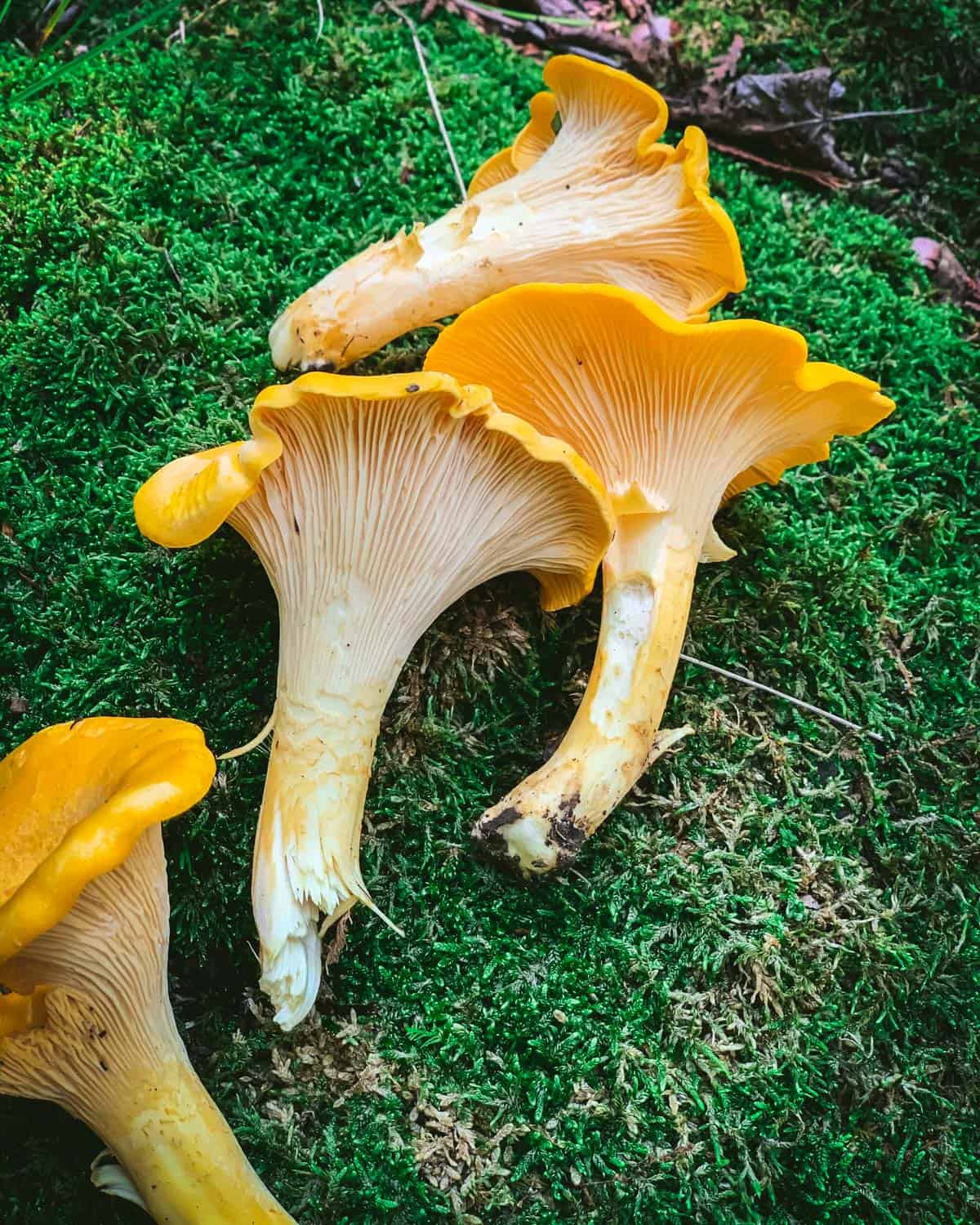 Where do mushrooms come from? This is the secret life of fungi