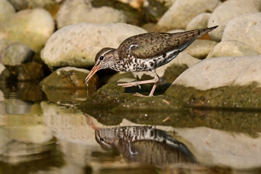 Spotted Sandpiper standing over the water