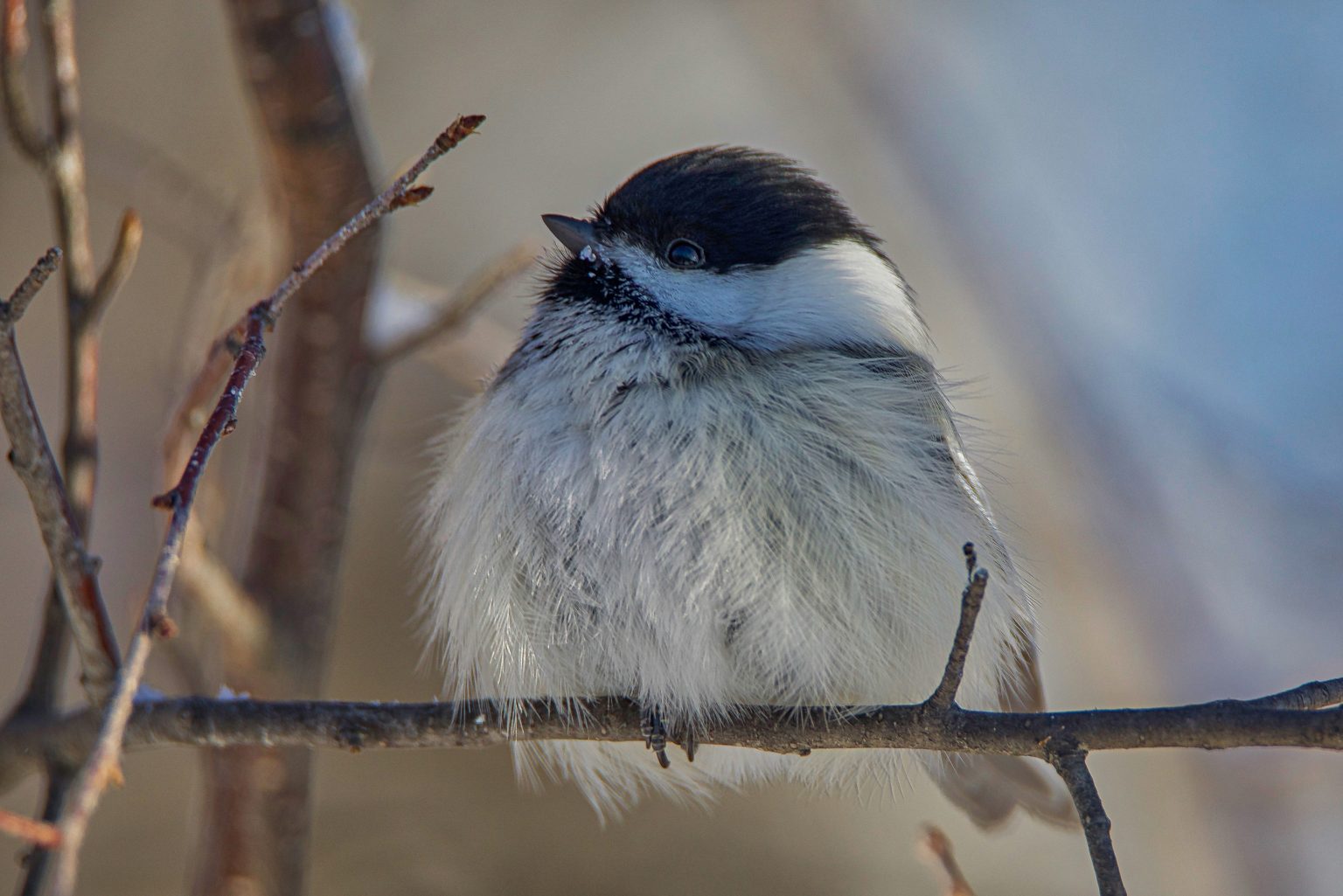 Weathering Winter with Chickadees - Nature Alberta