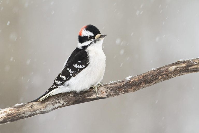 Watching Winter Woodpeckers - Nature Alberta