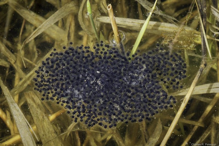 What Happened to the Northern Leopard Frog? - Nature Alberta