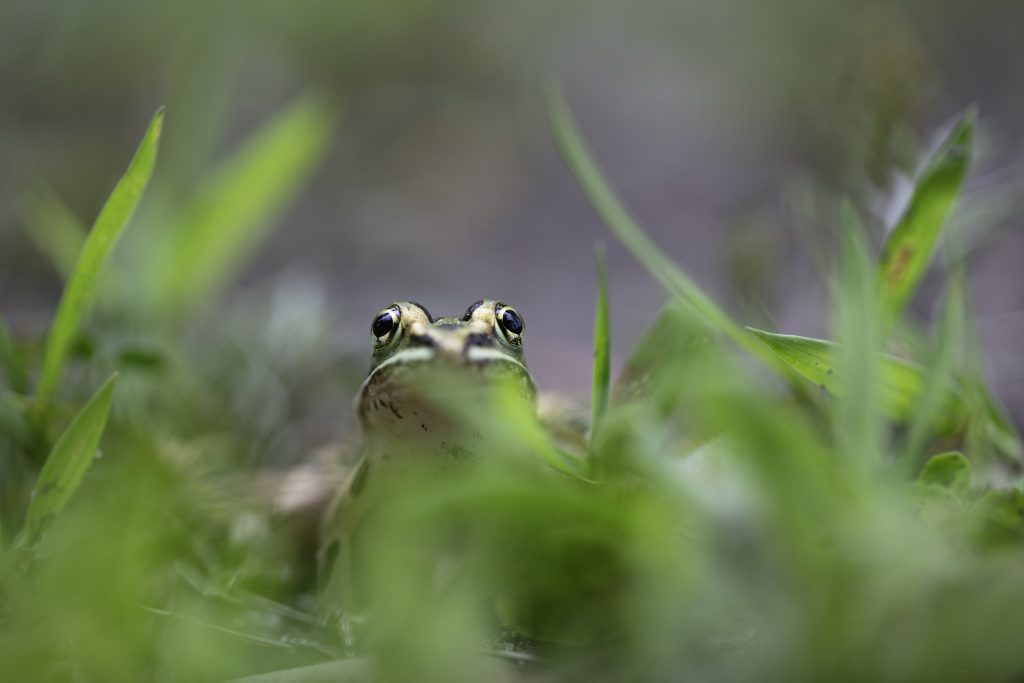 May 2: What Are Amphibians?