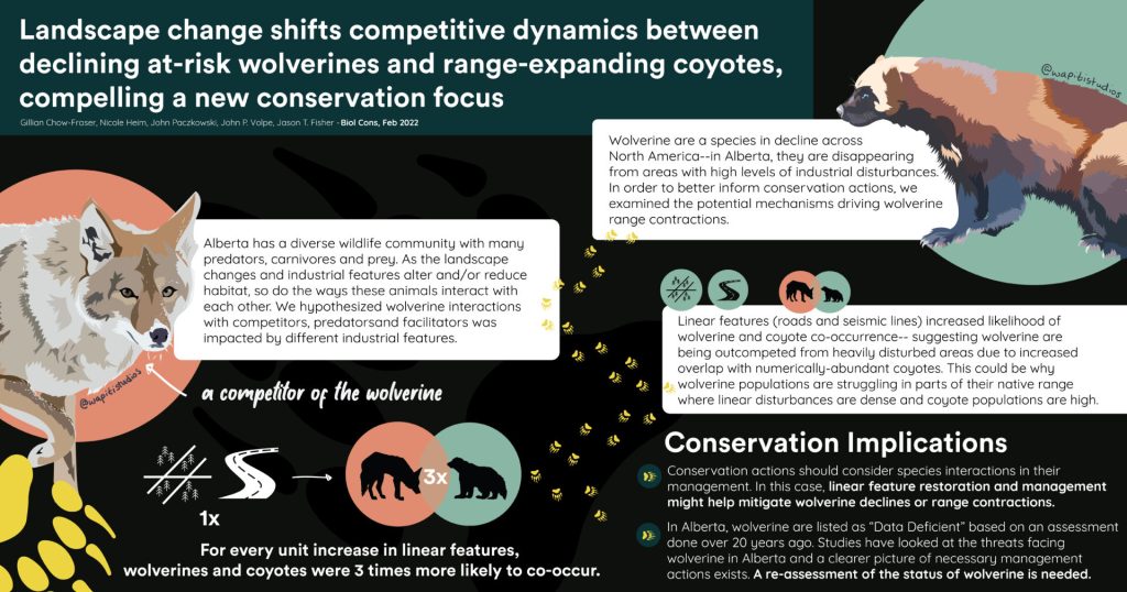 Wolverines and coyotes competing for space in Rocky Mountains: New research  reveals how industrial disturbances contribute to at-risk wolverine  declines – Nature Alberta
