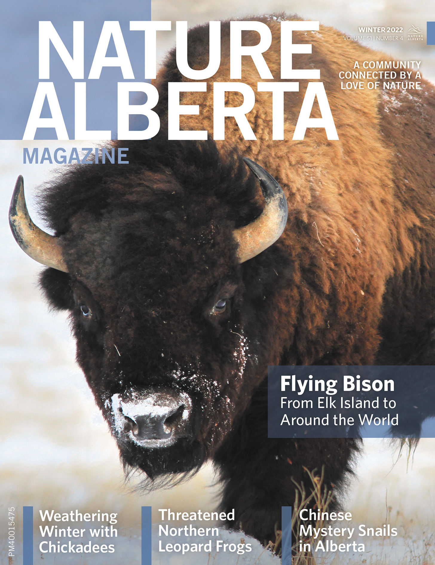 Cover of Winter 2022 magazine featuring a mature bison with the caption "Flying Bison: From Elk Island to around the World"