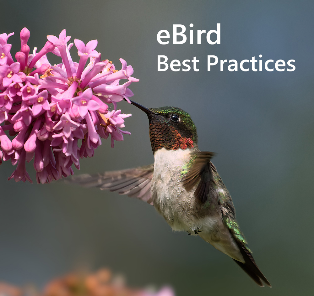 eBird Best Practices