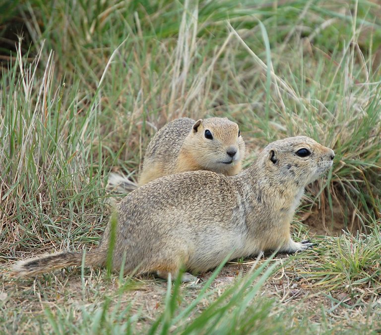 Franklin’s Ground Squirrel Project - Nature Alberta