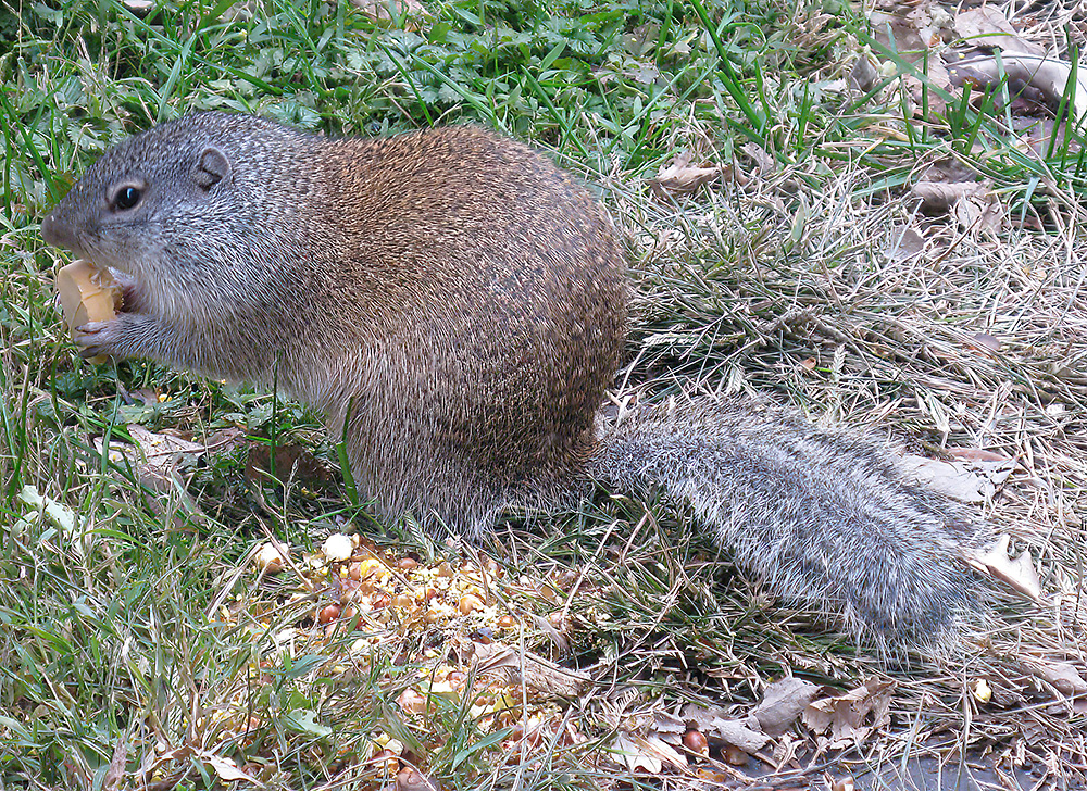 Ground_Squirrel_Nebraska_3719 - crop