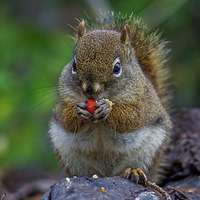 Nature Alberta – A community connected by a love of nature.