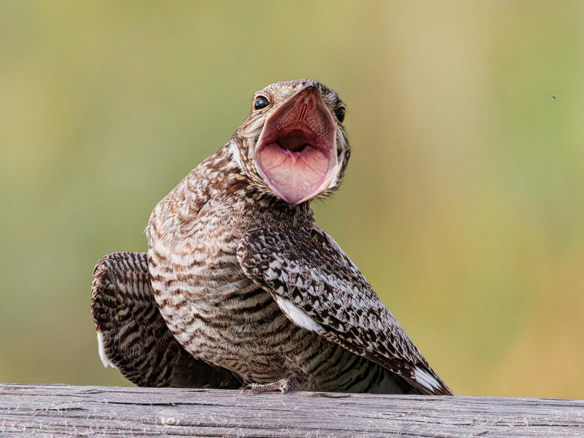 Jaw-Dropping Bird – The Common Nighthawk - Nature Alberta