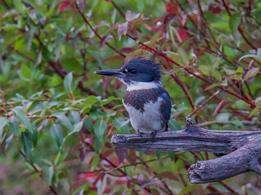 BELTED KINGFISHER