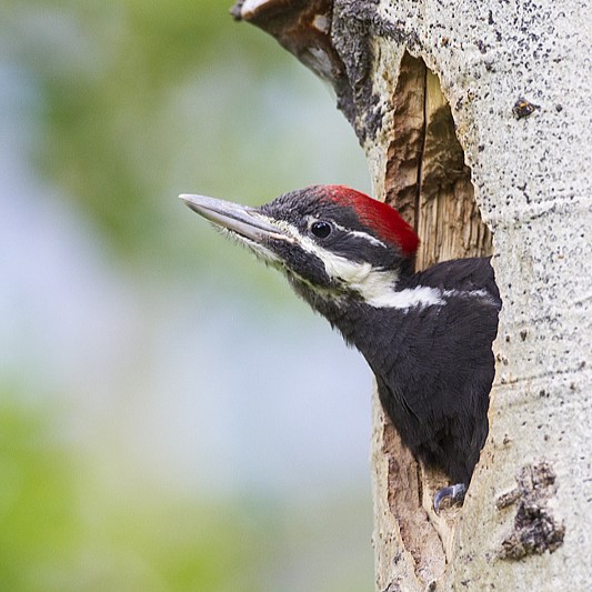 woodpecker bird nest